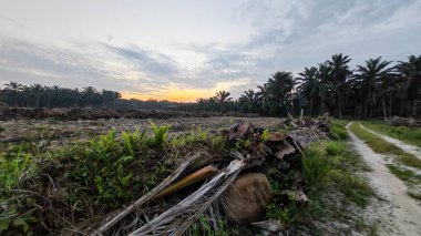 Renkli şafak vakti gökyüzü sahnesi. Tarlanın etrafındaki yabani bitki örtüsü ön planda..