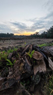Renkli şafak vakti gökyüzü sahnesi. Tarlanın etrafındaki yabani bitki örtüsü ön planda..