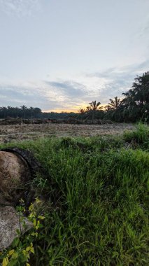 Renkli şafak vakti gökyüzü sahnesi. Tarlanın etrafındaki yabani bitki örtüsü ön planda..