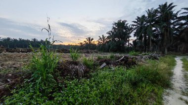 Renkli şafak vakti gökyüzü sahnesi. Tarlanın etrafındaki yabani bitki örtüsü ön planda..