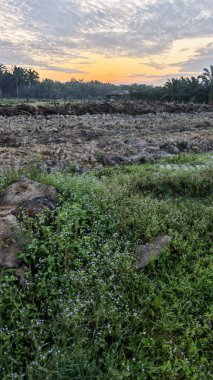 colorful dawn sky scene with the wild vegetation around the plantation field in the foreground.