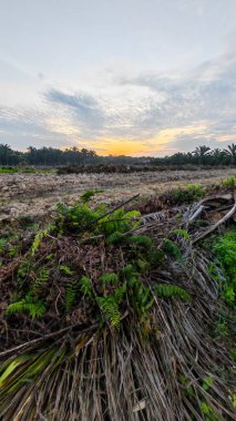 colorful dawn sky scene with the wild vegetation around the plantation field in the foreground.