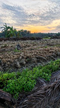 colorful dawn sky scene with the wild vegetation around the plantation field in the foreground.