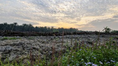 Renkli şafak vakti gökyüzü sahnesi. Tarlanın etrafındaki yabani bitki örtüsü ön planda..