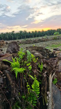 Renkli şafak vakti gökyüzü sahnesi. Tarlanın etrafındaki yabani bitki örtüsü ön planda..