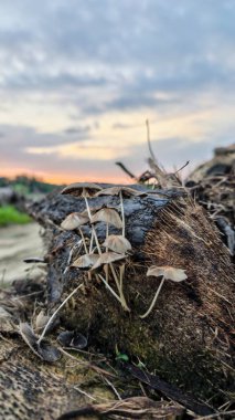 Renkli şafak vakti gökyüzü sahnesi. Tarlanın etrafındaki yabani bitki örtüsü ön planda..