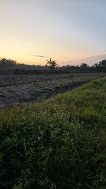 Renkli şafak vakti gökyüzü sahnesi. Tarlanın etrafındaki yabani bitki örtüsü ön planda..