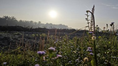 Çayırlarda yetişen Asya kır çiçeklerinin güzel çalıları. Gökyüzü manzaralı..