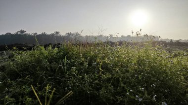 Çayırlarda yetişen Asya kır çiçeklerinin güzel çalıları. Gökyüzü manzaralı..