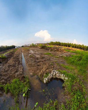 Palmiye yağı çiftliğindeki izole kırsal tarım arazisinin hava manzarası