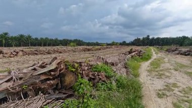 Sessiz Asya çiftliğinde, sabahın erken saatlerinde gökyüzüne bakıyorum..