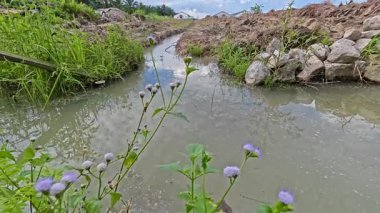 Sessiz Asya çiftliğinde, sabahın erken saatlerinde gökyüzüne bakıyorum..
