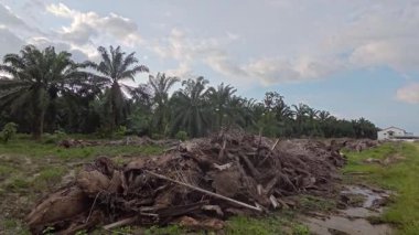 Sessiz Asya çiftliğinde, sabahın erken saatlerinde gökyüzüne bakıyorum..