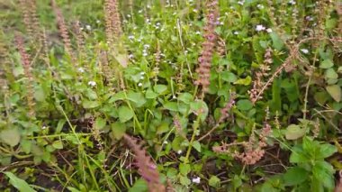 Çayırlarda yetişen Asya kır çiçeklerinin güzel çalıları. Gökyüzü manzaralı..