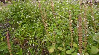 Çayırlarda yetişen Asya kır çiçeklerinin güzel çalıları. Gökyüzü manzaralı..