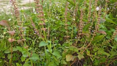 Çayırlarda yetişen Asya kır çiçeklerinin güzel çalıları. Gökyüzü manzaralı..