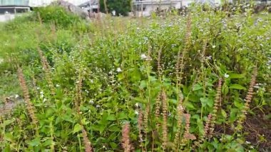 Çayırlarda yetişen Asya kır çiçeklerinin güzel çalıları. Gökyüzü manzaralı..