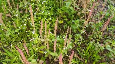 Çayırlarda yetişen Asya kır çiçeklerinin güzel çalıları. Gökyüzü manzaralı..
