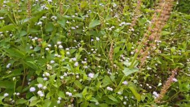 Çayırlarda yetişen Asya kır çiçeklerinin güzel çalıları. Gökyüzü manzaralı..