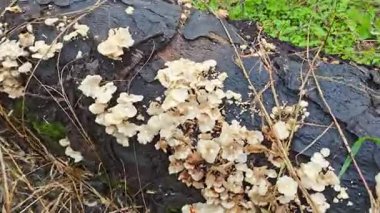 Çürüyen ağaç gövdesinden çıkan bir grup yabani Psathyrella corrugis..