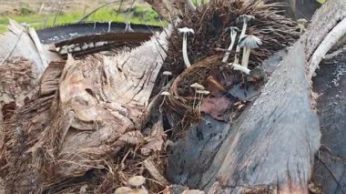 Çürüyen ağaç gövdesinden çıkan bir grup yabani Psathyrella corrugis..