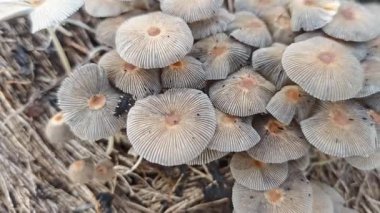 Çürüyen ağaç gövdesinden çıkan bir grup yabani Psathyrella corrugis..