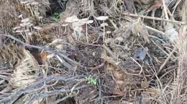 Çürüyen ağaç gövdesinden çıkan bir grup yabani Psathyrella corrugis..