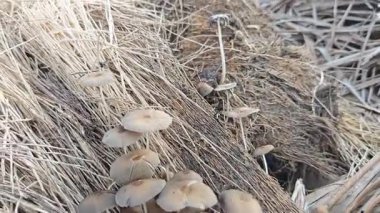 Çürüyen ağaç gövdesinden çıkan bir grup yabani Psathyrella corrugis..