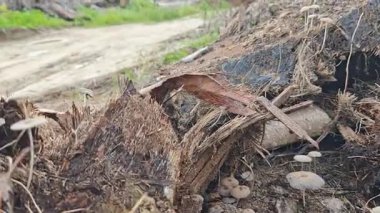 Çürüyen ağaç gövdesinden çıkan bir grup yabani Psathyrella corrugis..