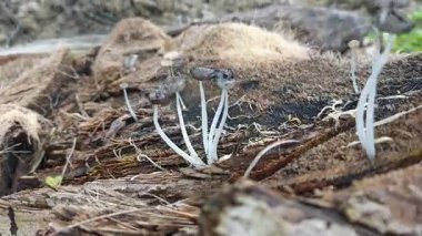 Çürüyen ağaç gövdesinden çıkan bir grup yabani Psathyrella corrugis..