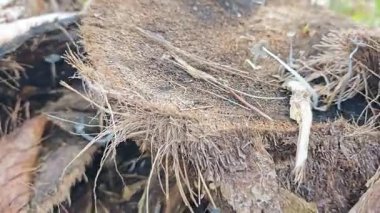 Çürüyen ağaç gövdesinden çıkan bir grup yabani Psathyrella corrugis..