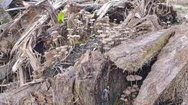 Çürüyen ağaç gövdesinden çıkan bir grup yabani Psathyrella corrugis..