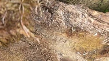 Çürüyen ağaç gövdesinden çıkan bir grup yabani Psathyrella corrugis..