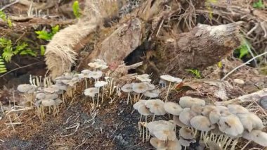 Çürüyen ağaç gövdesinden çıkan bir grup yabani Psathyrella corrugis..