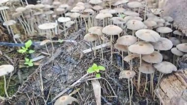 Çürüyen ağaç gövdesinden çıkan bir grup yabani Psathyrella corrugis..