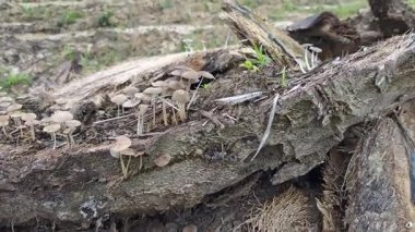 Çürüyen ağaç gövdesinden çıkan bir grup yabani Psathyrella corrugis..