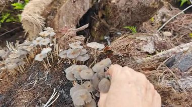 Çürüyen ağaç gövdesinden çıkan bir grup yabani Psathyrella corrugis..