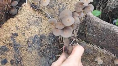 Çürüyen ağaç gövdesinden çıkan bir grup yabani Psathyrella corrugis..