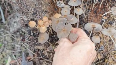 Çürüyen ağaç gövdesinden çıkan bir grup yabani Psathyrella corrugis..