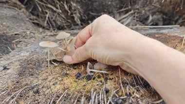 Çürüyen ağaç gövdesinden çıkan bir grup yabani Psathyrella corrugis..