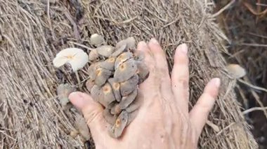 Çürüyen ağaç gövdesinden çıkan bir grup yabani Psathyrella corrugis..