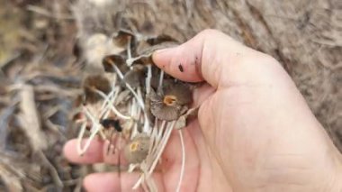 Çürüyen ağaç gövdesinden çıkan bir grup yabani Psathyrella corrugis..