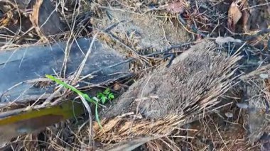 Çürüyen ağaç gövdesinden çıkan bir grup yabani Psathyrella corrugis..