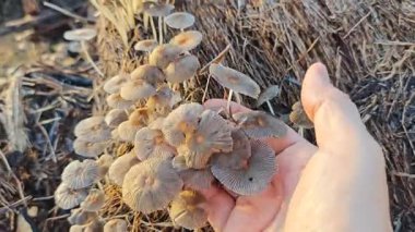 Çürüyen ağaç gövdesinden çıkan bir grup yabani Psathyrella corrugis..