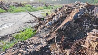 Çürüyen ağaç gövdesinden çıkan bir grup yabani Psathyrella corrugis..