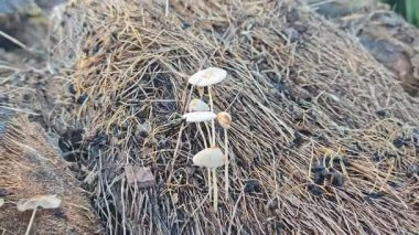 Çürüyen ağaç gövdesinden çıkan bir grup yabani Psathyrella corrugis..