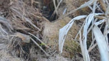 Hurma ağacının gövdesi gibi kupkuru, çürümüş..