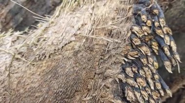 Hurma ağacının gövdesi gibi kupkuru, çürümüş..