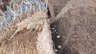 Hurma ağacının gövdesi gibi kupkuru, çürümüş..