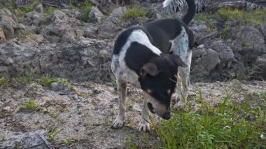 Sokak köpekleri tarla arazisi boyunca kirli patikanın etrafında dolanıyorlar..